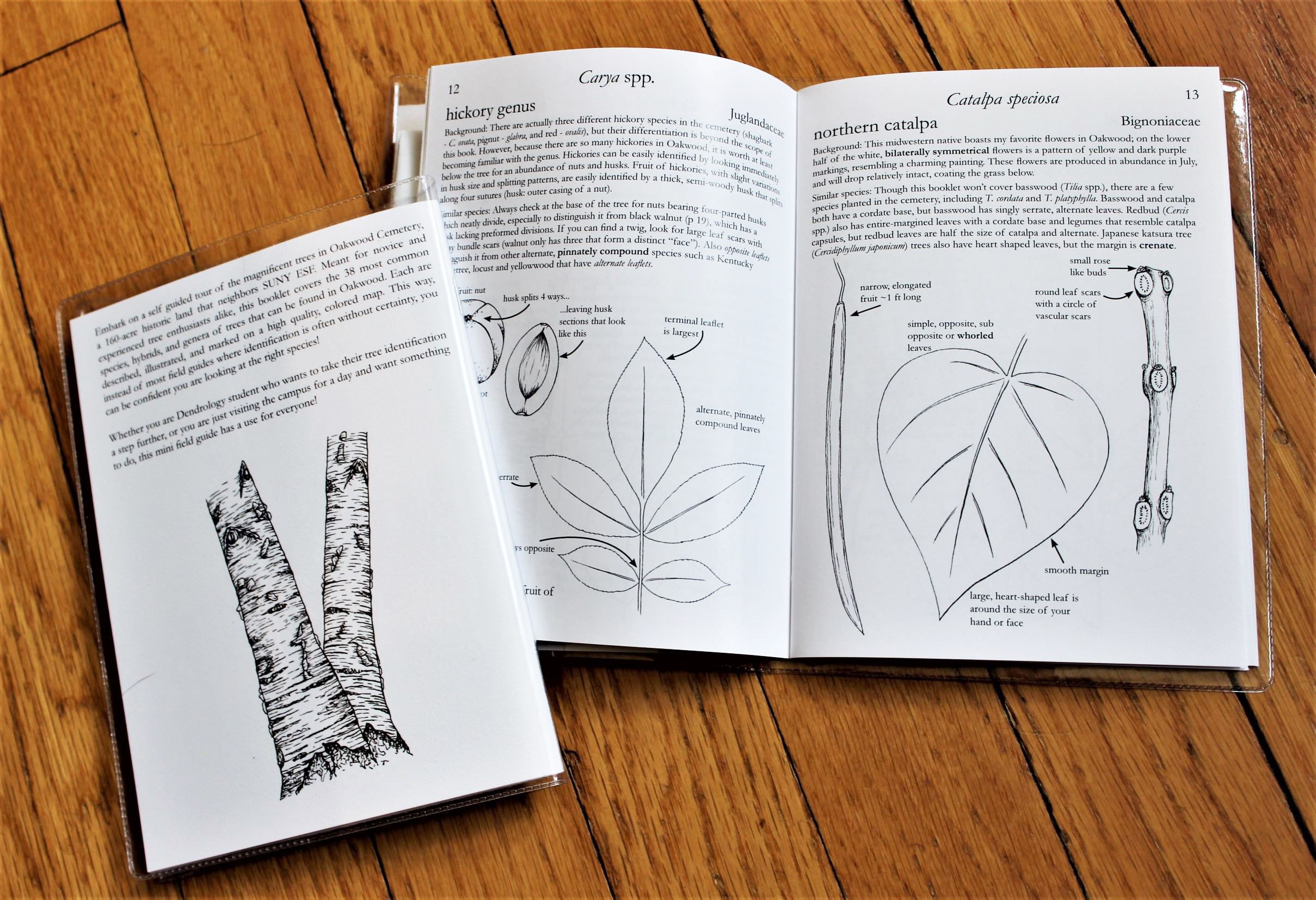 Guide to Trees of Oakwood Cemetery 1