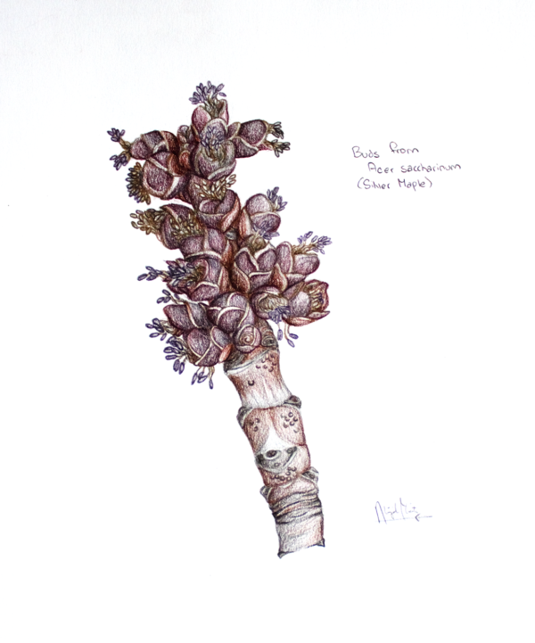 Colored pencil